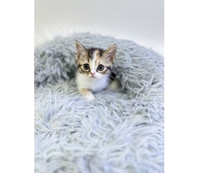 먼치킨 분양합니다!